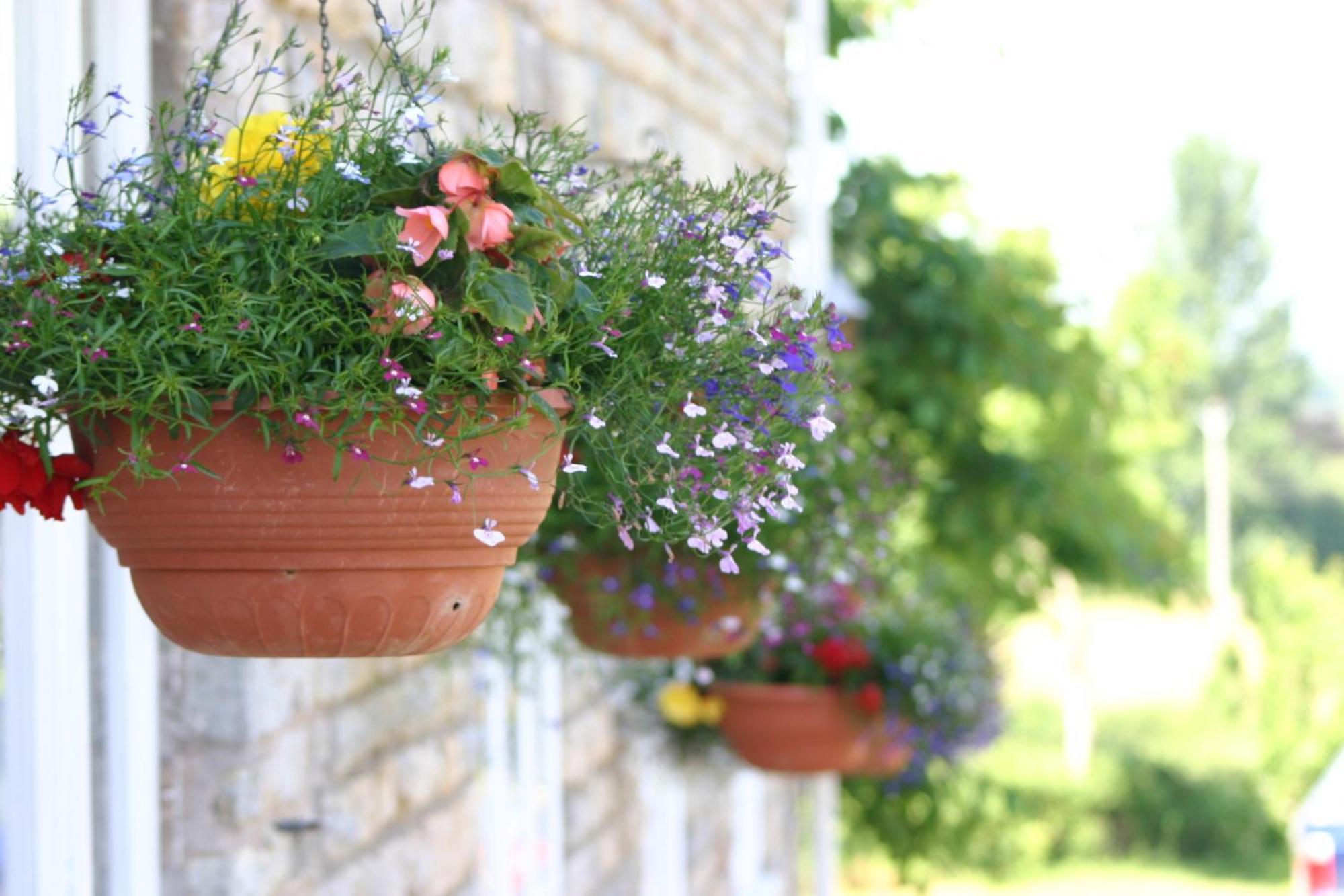 Crossways Otel Wells Dış mekan fotoğraf Flower pots